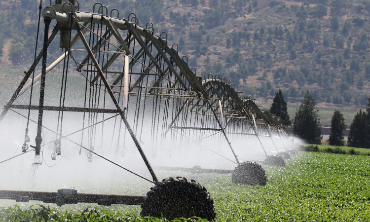 Sustainable Landscaping in Phoenix: Irrigation Strategies for the Desert